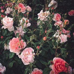 再深点灬舒服灬太大了少妇
